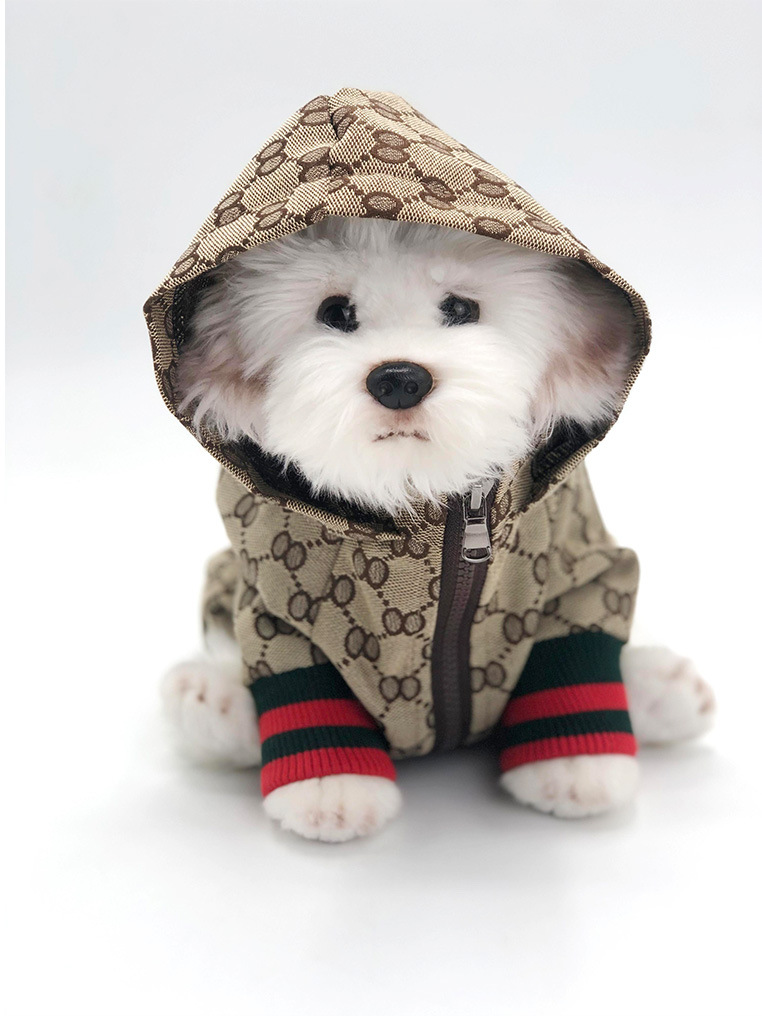 gucci for dog