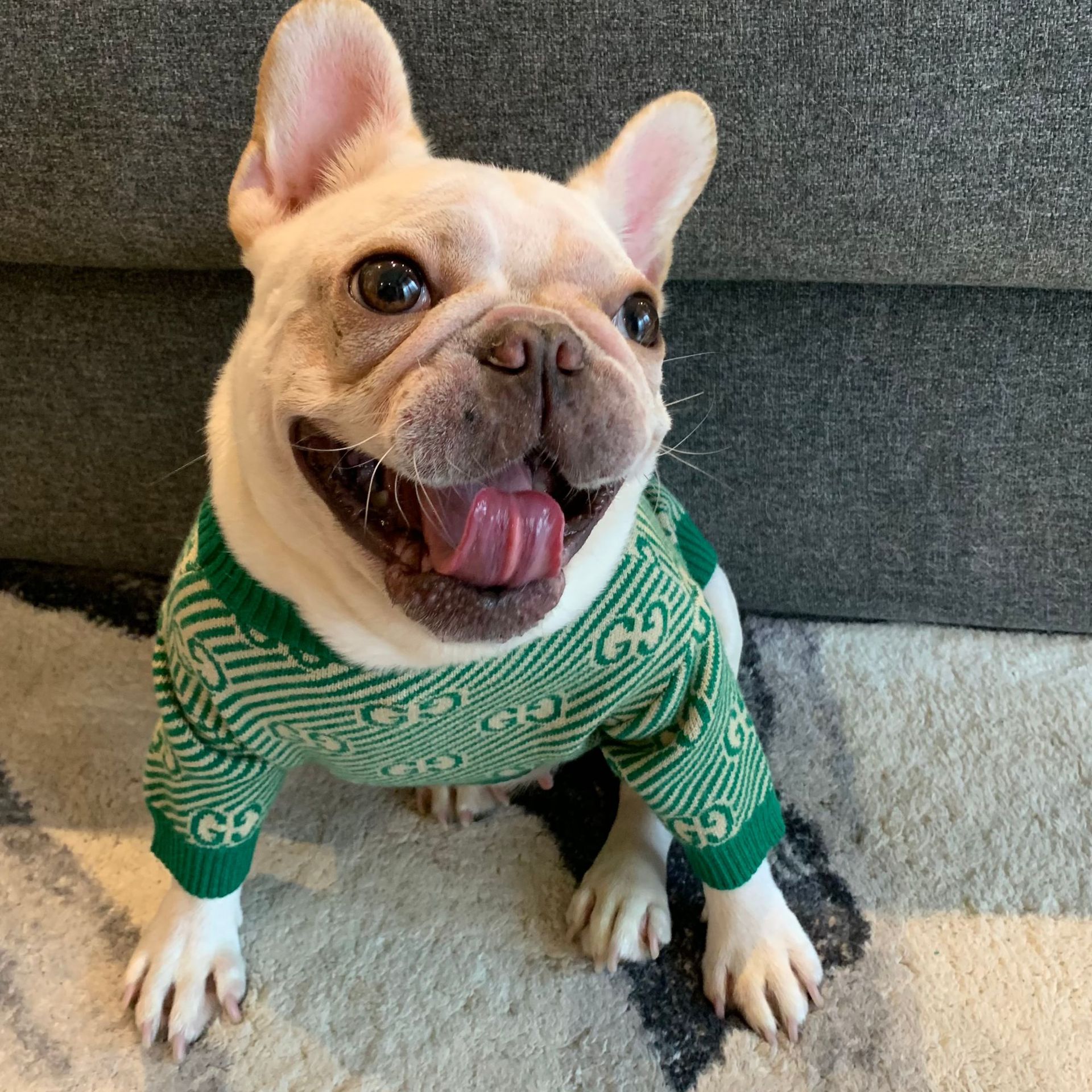 gucci for dog