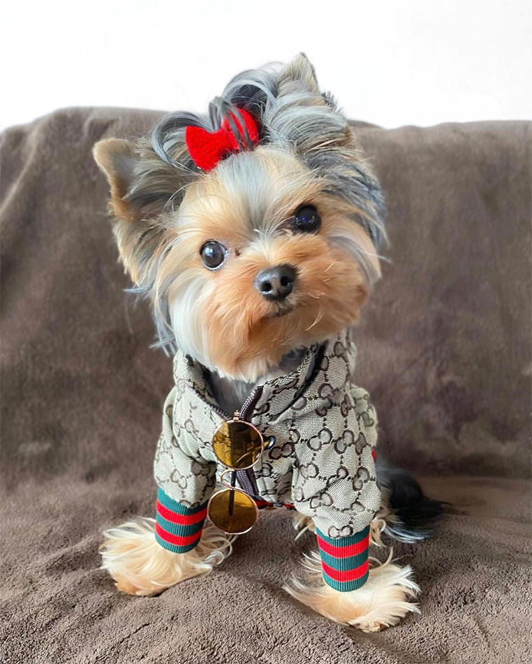 gucci yorkie