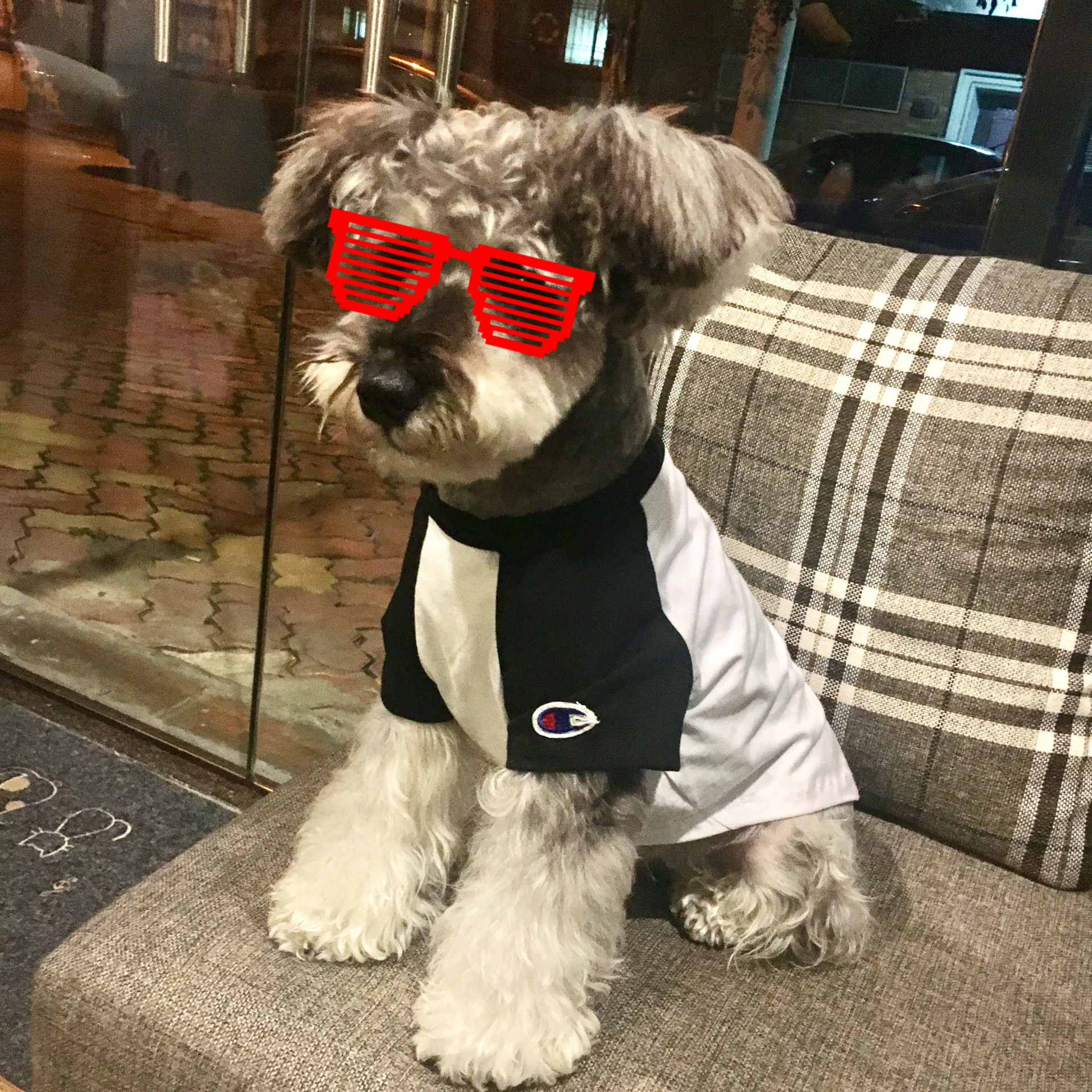 champion dog clothes