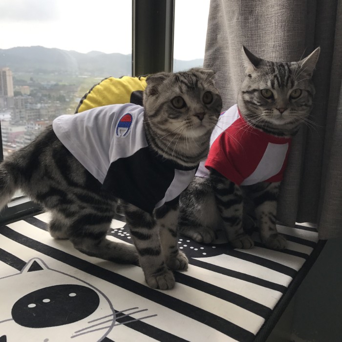 Champion Dog & Cat Sweatshirt