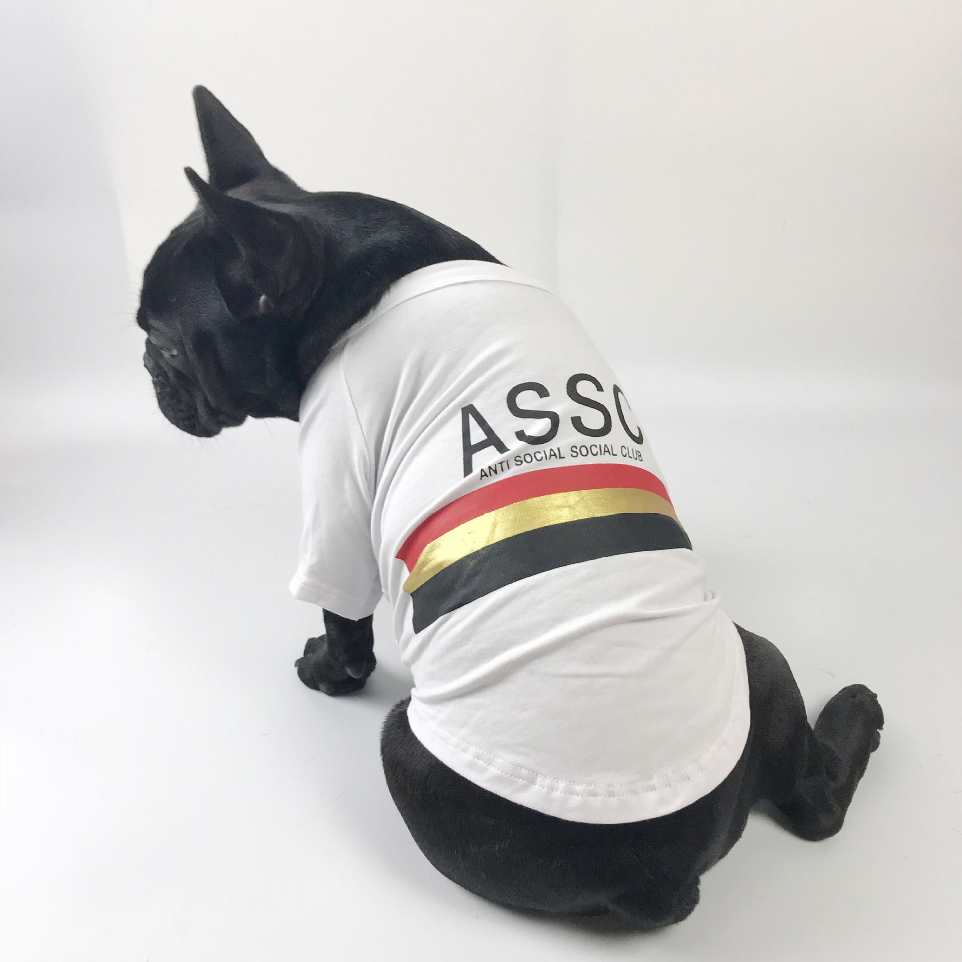 white dog sweatshirt