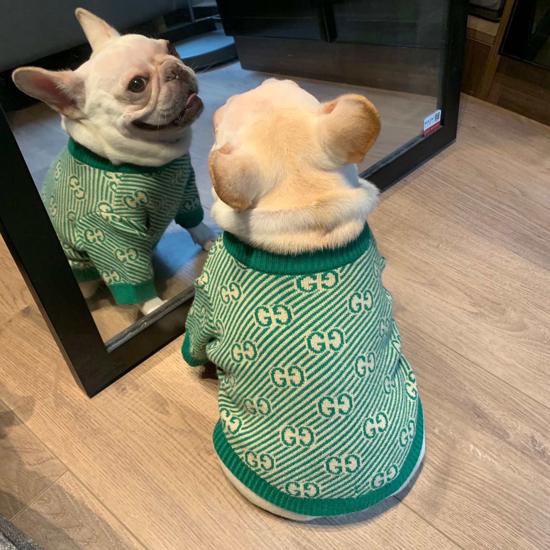 gucci for dog