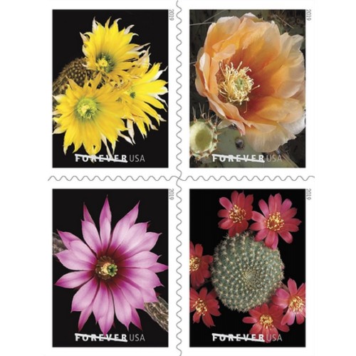 Cactus Flowers 2019 - 5 Booklets  / 100 Pcs