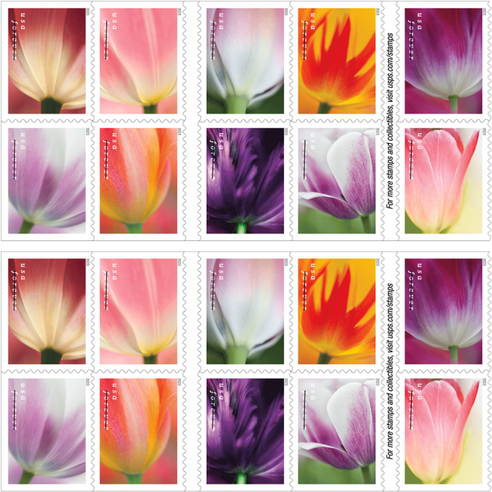 Tulip Blossoms 2023 - 5 Booklets  / 100 Pcs