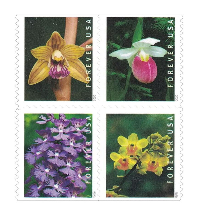Wild Orchids, 100 Pcs