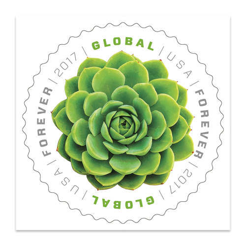 Green Succulent Global Forever，50 Pcs