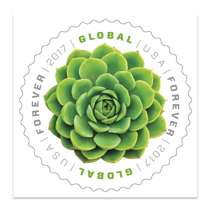 Green Succulent Global Forever，50 Pcs