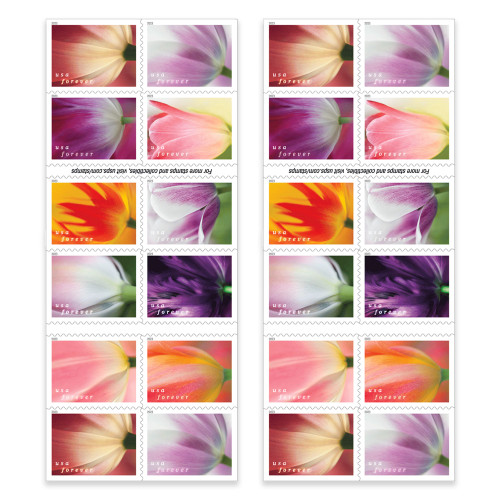 Tulip Blossoms