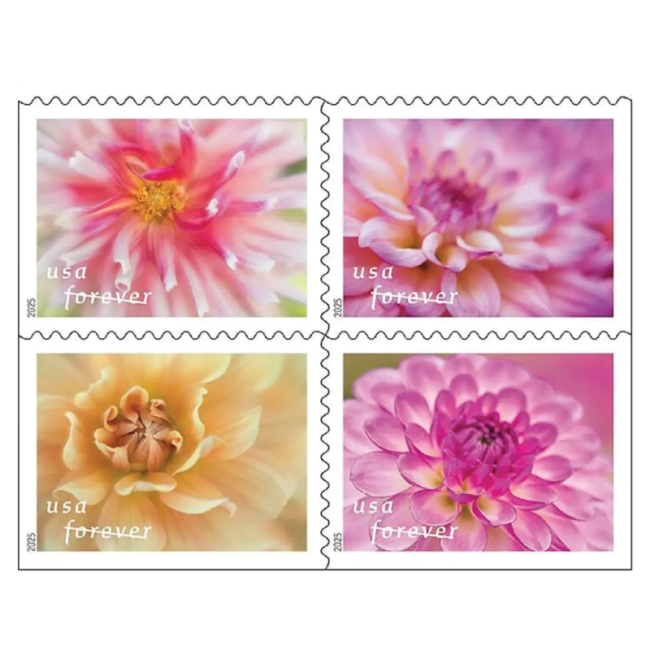 Dahlias 2025 - 5 Booklets / 100 Pcs