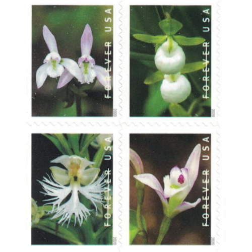 Wild Orchids 2020 - 5 Booklets / 100 Pcs
