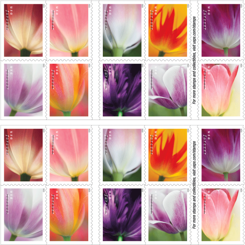 Tulip Blossoms 2023 - 5 Sheets / 100 Pcs
