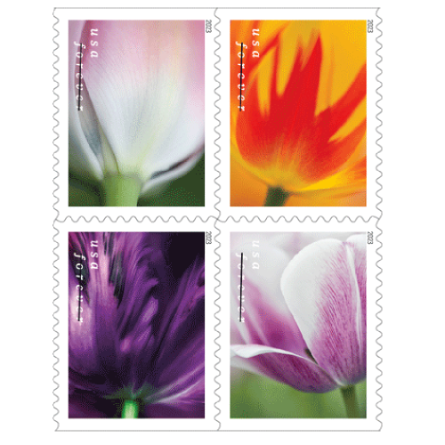 Tulip Blossoms 2023 - 5 Sheets / 100 Pcs