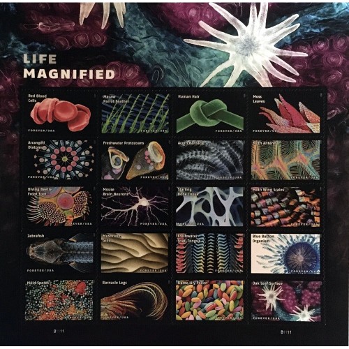 Life Magnified 2023 - 5 Sheets / 100 Pcs