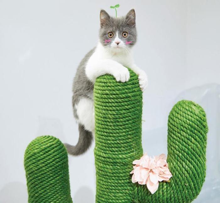 Diy Cute Cactus Cat Climbing Frame  Rope
