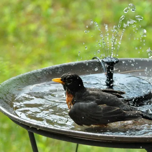 Solar Powered Fountain Pump - Bfcm