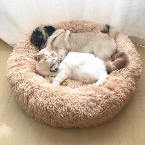 Warm Fleece Dog Bed