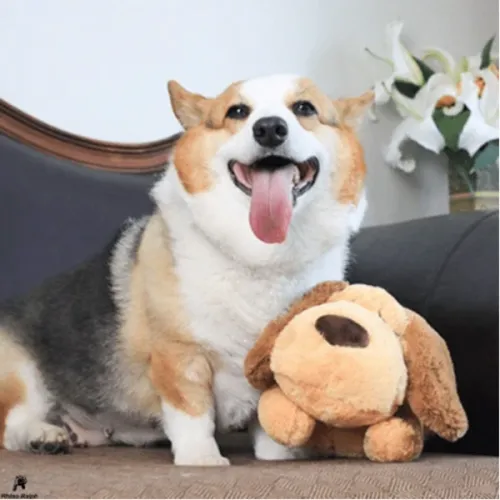 Snuggle-Pup