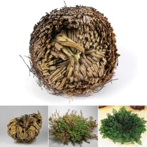  Rose Of Jericho  - The Resurrection Plant