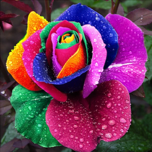 Rainbow Rose Seeds