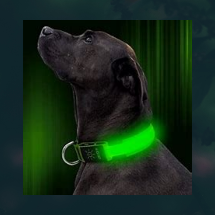 Ziggy Led Dog Collar - Usb Rechargeable - Glow In Dark