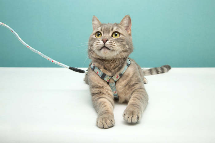 Cat Adjustable Harness & Leash Set