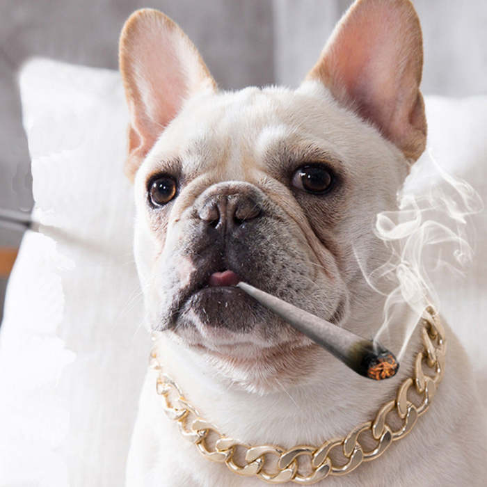 Gold Dog Chain Pet Accessories