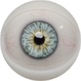 Fanreal Doll Head