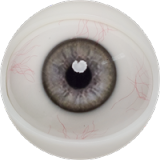 Fanreal Doll Head