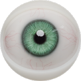 Fanreal Doll Head