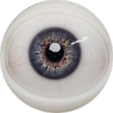 Fanreal Doll Head