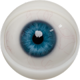 Fanreal Doll Head