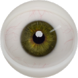 Fanreal Doll Head