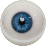 Big Ass Sex Doll Maria - Fanreal Doll - 170cm/5ft6 Silicone Sex Doll [USA In Stock]