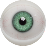 Male Sex Doll Henry - Fanreal Doll - 173cm/5ft7 Silicone Sex Doll