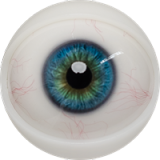 Male Sex Doll Henry - Fanreal Doll - 173cm/5ft7 Silicone Sex Doll