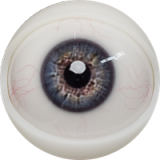 Male Sex Doll Henry - Fanreal Doll - 173cm/5ft7 Silicone Sex Doll