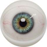 Male Sex Doll Henry - Fanreal Doll - 173cm/5ft7 Silicone Sex Doll