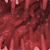 Elf Sex Doll Chiyo - Elsababe Doll - 165cm/5ft4 X-Large Breasts TPE Body with Silicone Head