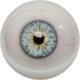 MILF Sex Doll Torso Maddy - Fanreal Doll - 111cm Silicone Sex Doll