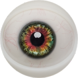 BBW Sex Doll Bellona - Fanreal Doll - 166cm/5ft5 Silicone Sex Doll