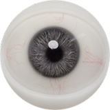 Tall Sex Doll Gina - Fanreal Doll - 170cm/5ft6 Silicone Sex Doll