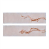 Asian Sex Doll Miku - Irontech - 153cm/5ft Silicone Sex Doll