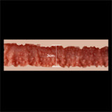 Realistic Sex Doll Tiana - Zelex Inspiration Series - 170cm/5ft7 Silicone Sex Doll