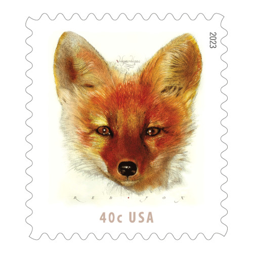 Red Fox, 100 Pcs