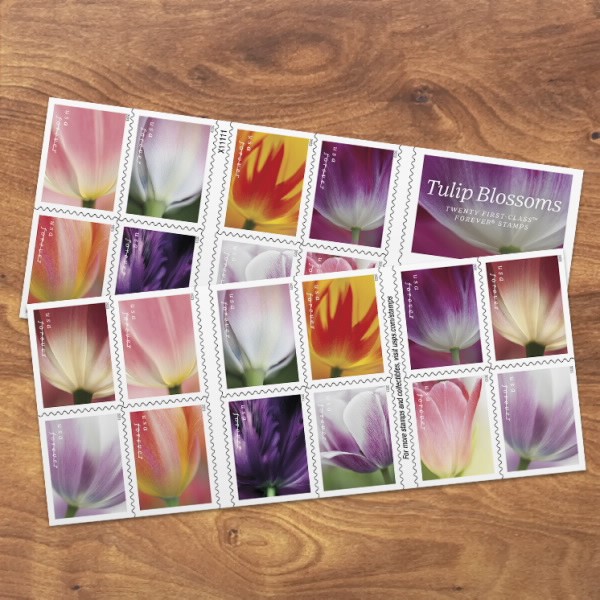 Tulip Blossoms 5 Books of 20 100pcs