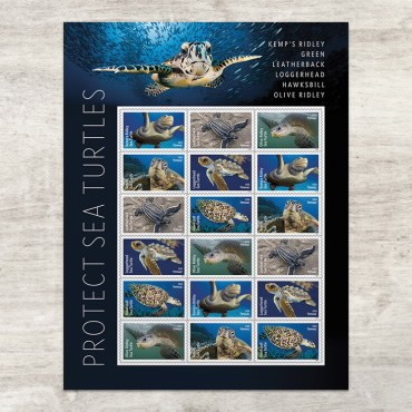 2024 protect sea turtles 5 books of 18PCS, total 90pcs