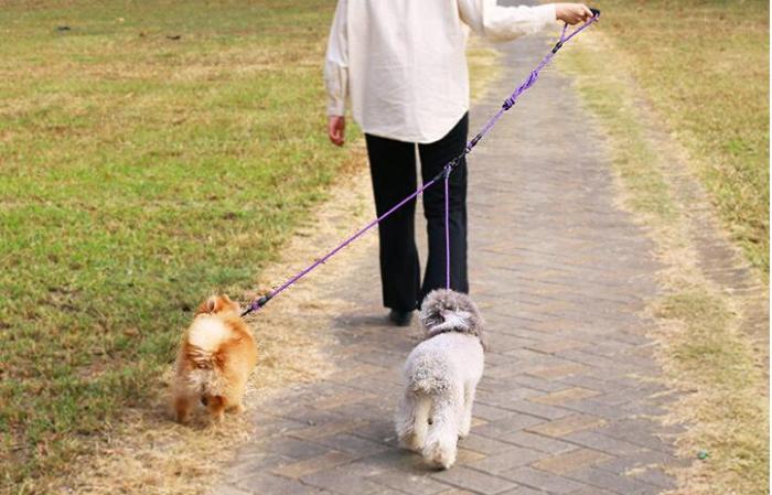 Dog chain