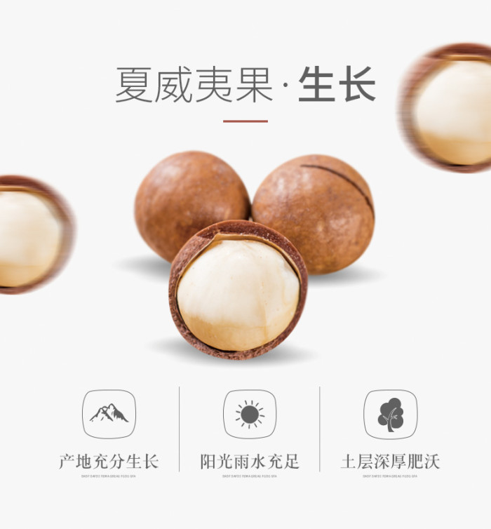 澳洲坚果干 Hạt macadamia khô