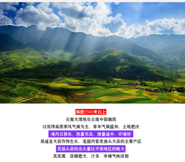 黑蒜 Tỏi đen